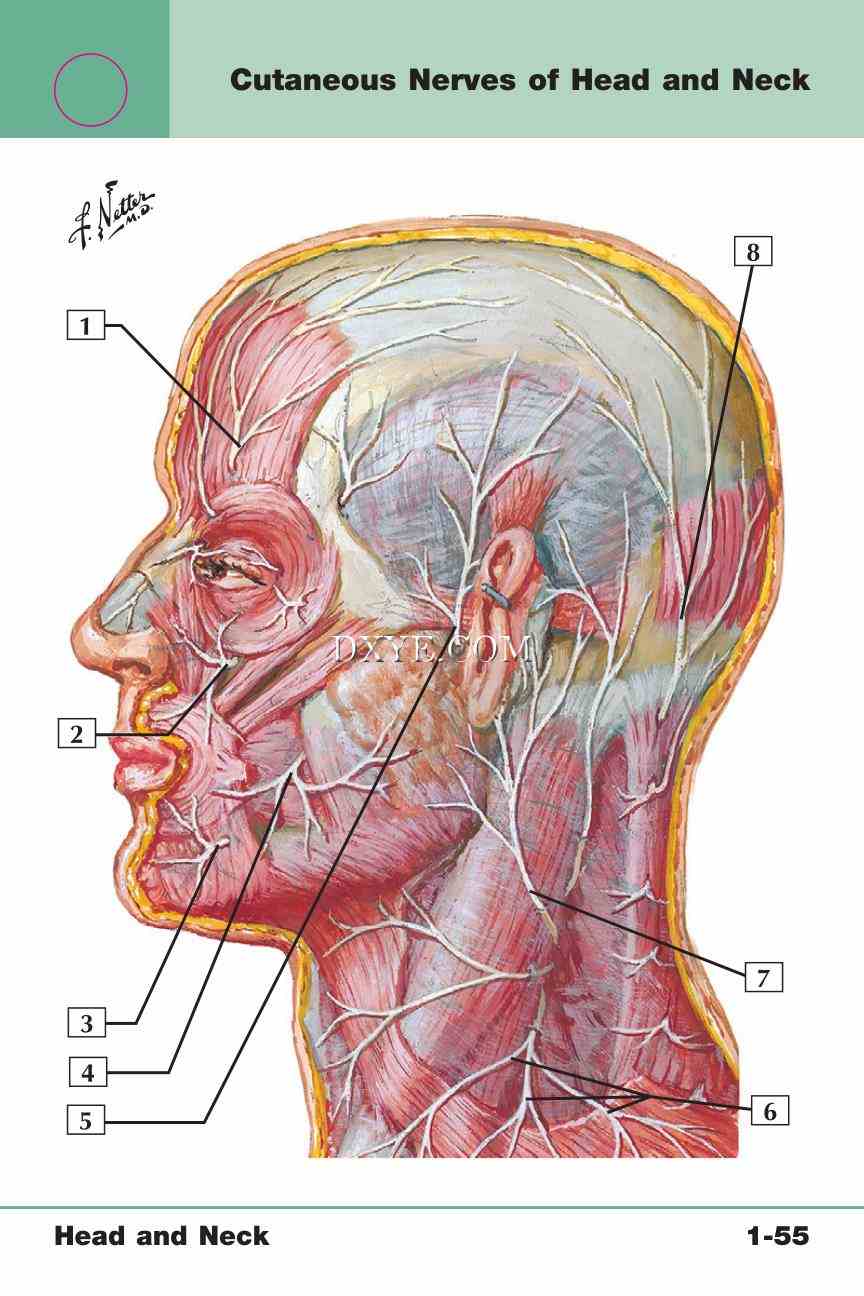 Netter's Anatomy Flash Cards, 4th Edition_117.jpg