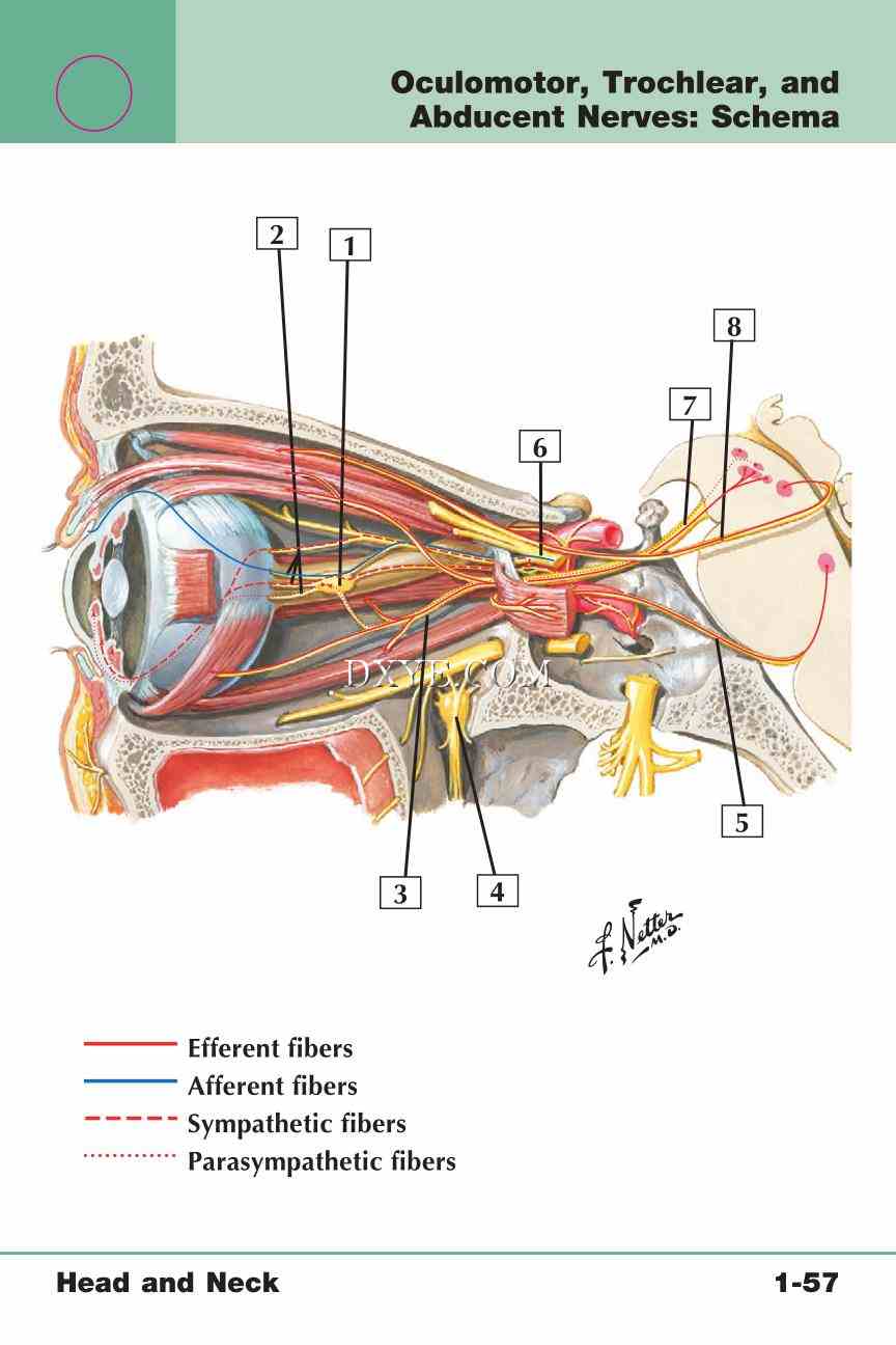 Netter's Anatomy Flash Cards, 4th Edition_121.jpg