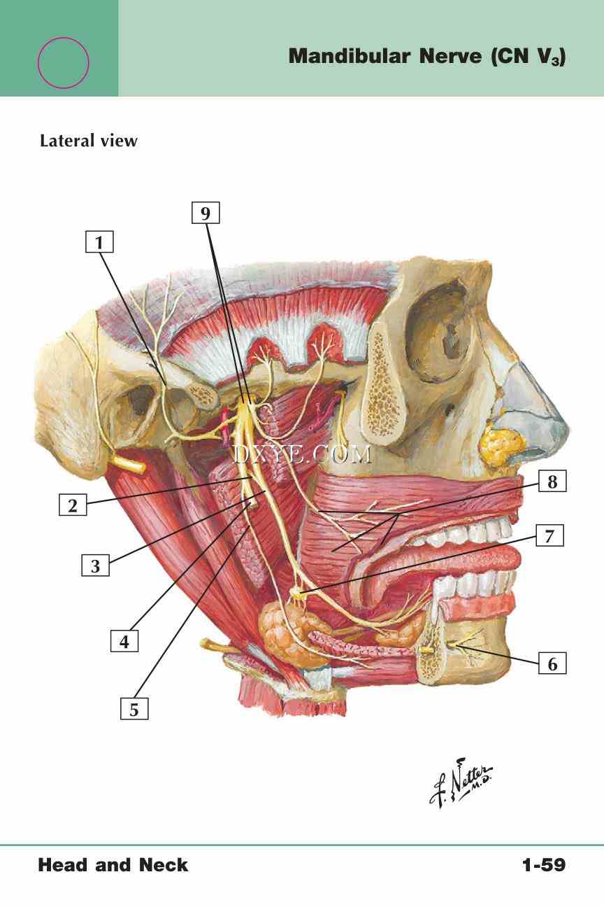 Netter's Anatomy Flash Cards, 4th Edition_125.jpg