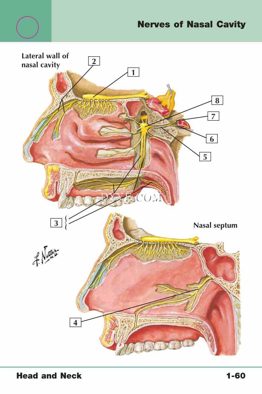 Netter's Anatomy Flash Cards, 4th Edition_127.jpg
