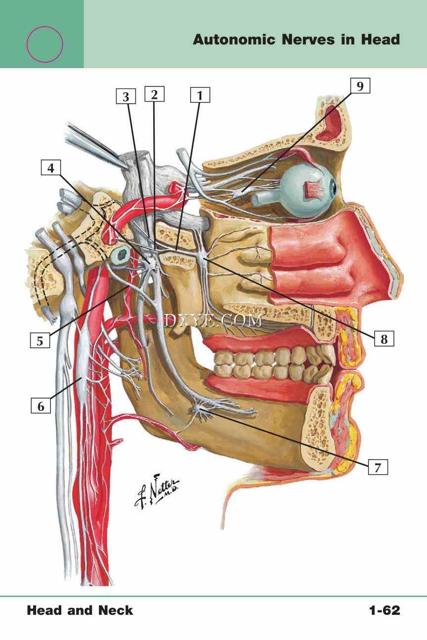 Netter's Anatomy Flash Cards, 4th Edition_131.jpg