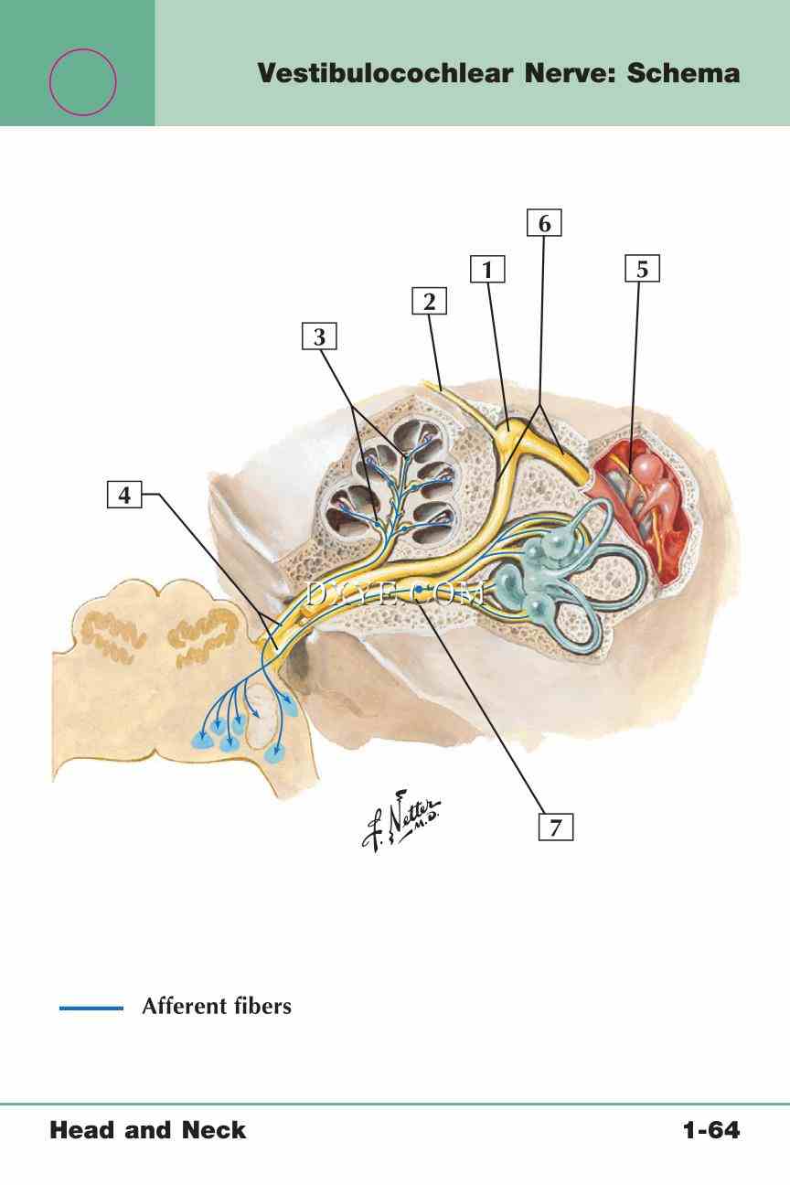 Netter's Anatomy Flash Cards, 4th Edition_135.jpg