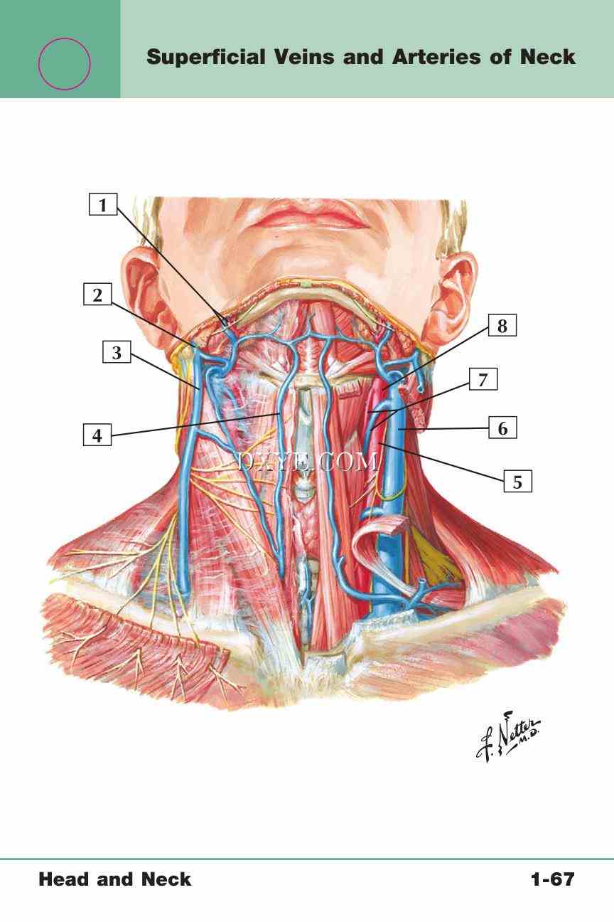 Netter's Anatomy Flash Cards, 4th Edition_141.jpg