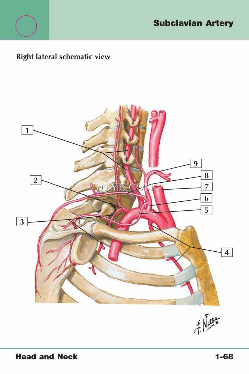 Netter's Anatomy Flash Cards, 4th Edition_143.jpg