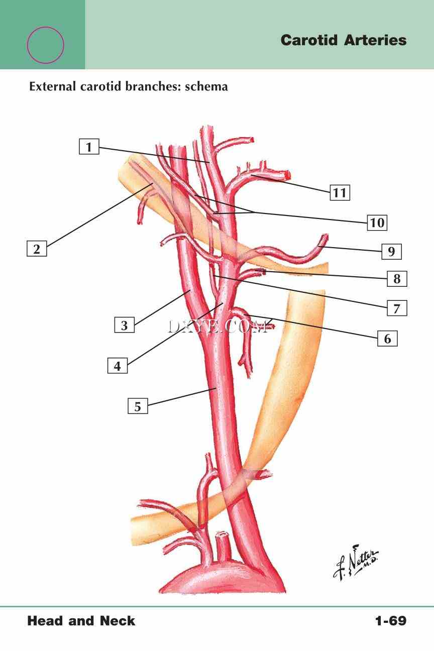 Netter's Anatomy Flash Cards, 4th Edition_145.jpg