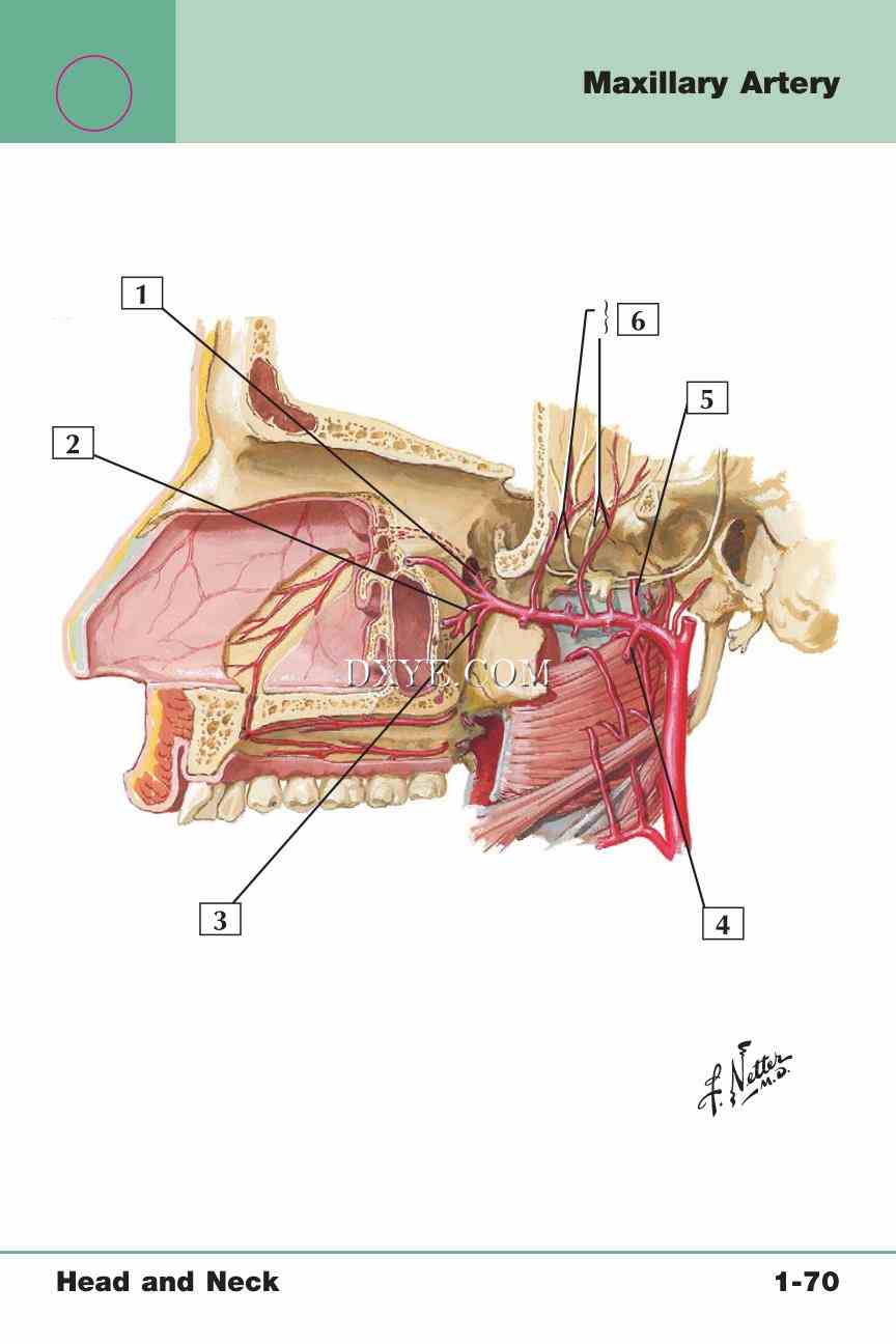 Netter's Anatomy Flash Cards, 4th Edition_147.jpg