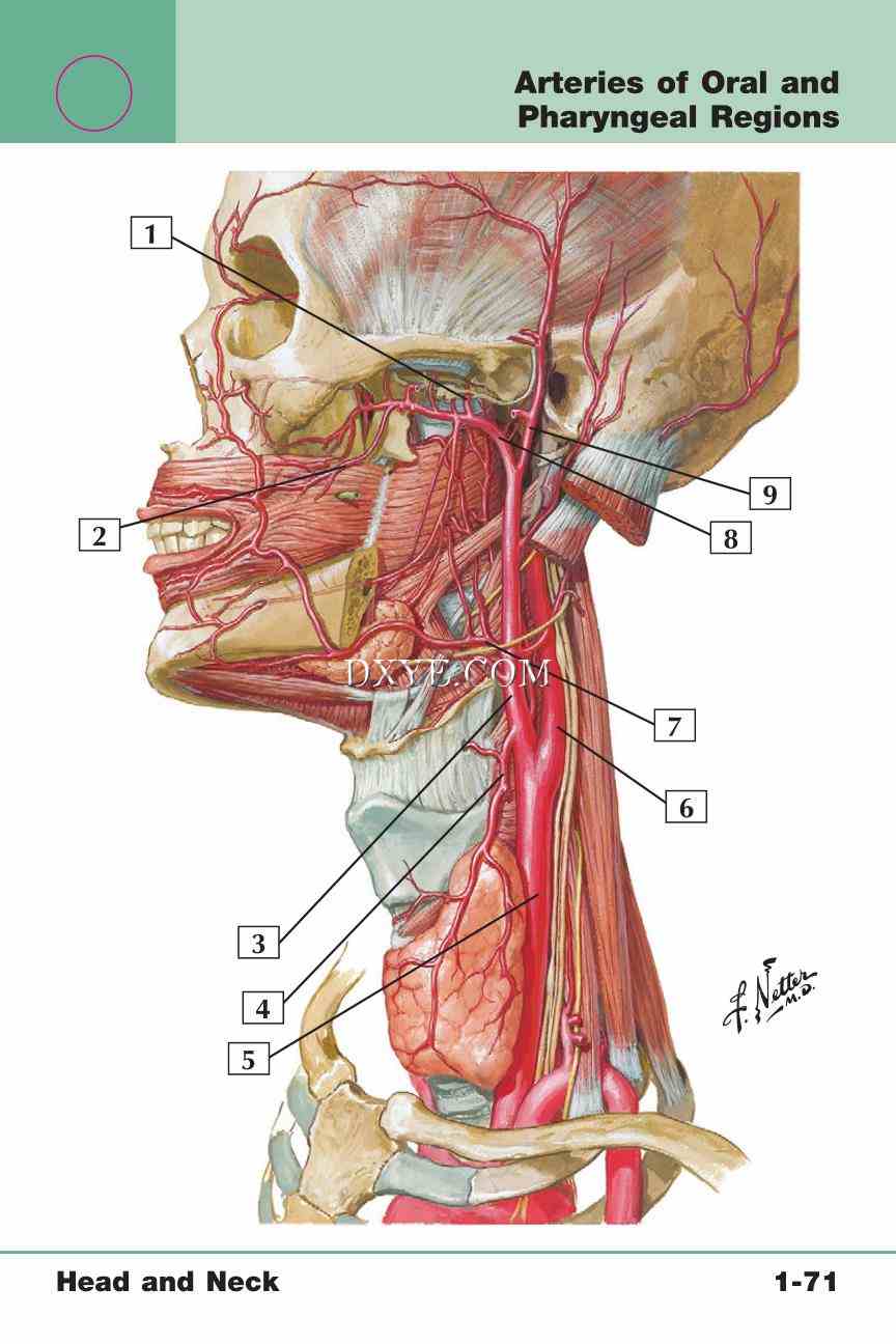 Netter's Anatomy Flash Cards, 4th Edition_149.jpg