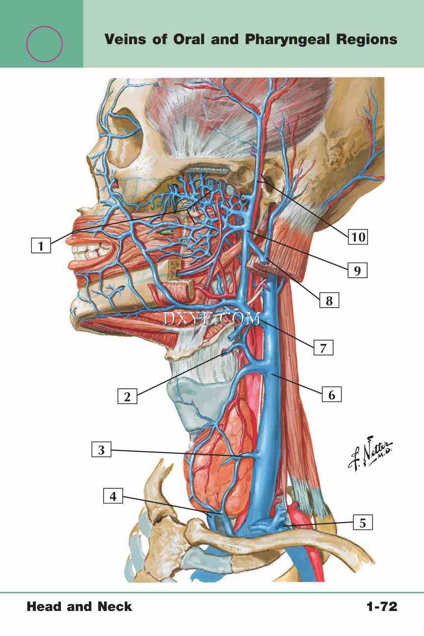 Netter's Anatomy Flash Cards, 4th Edition_151.jpg