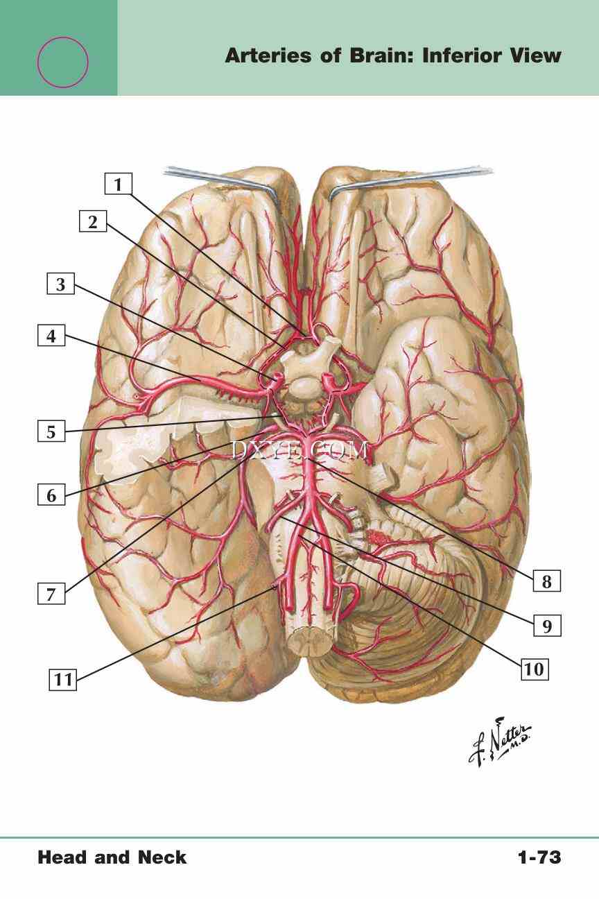 Netter's Anatomy Flash Cards, 4th Edition_153.jpg