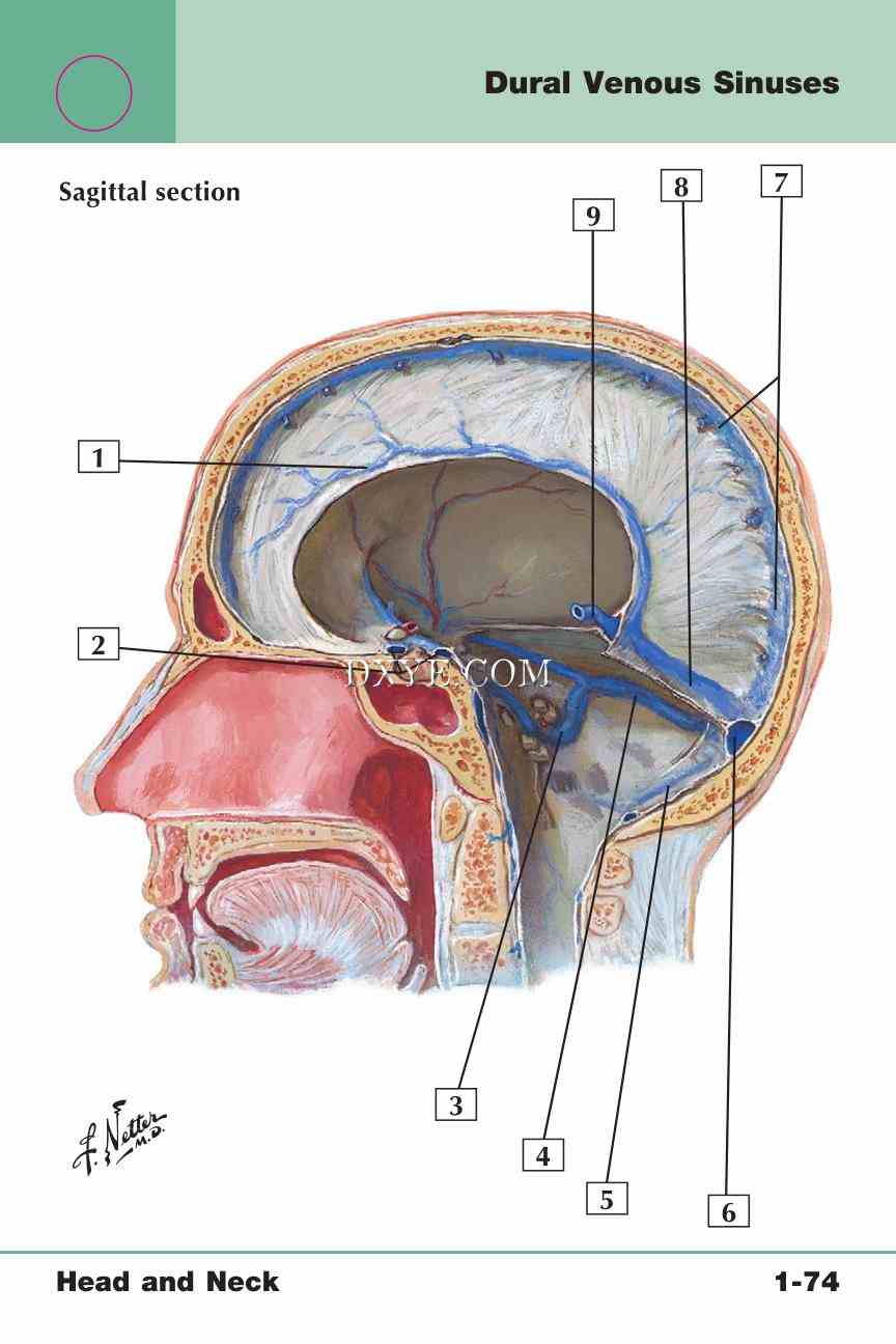 Netter's Anatomy Flash Cards, 4th Edition_155.jpg