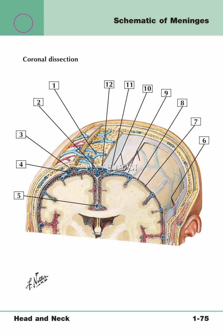 Netter's Anatomy Flash Cards, 4th Edition_157.jpg