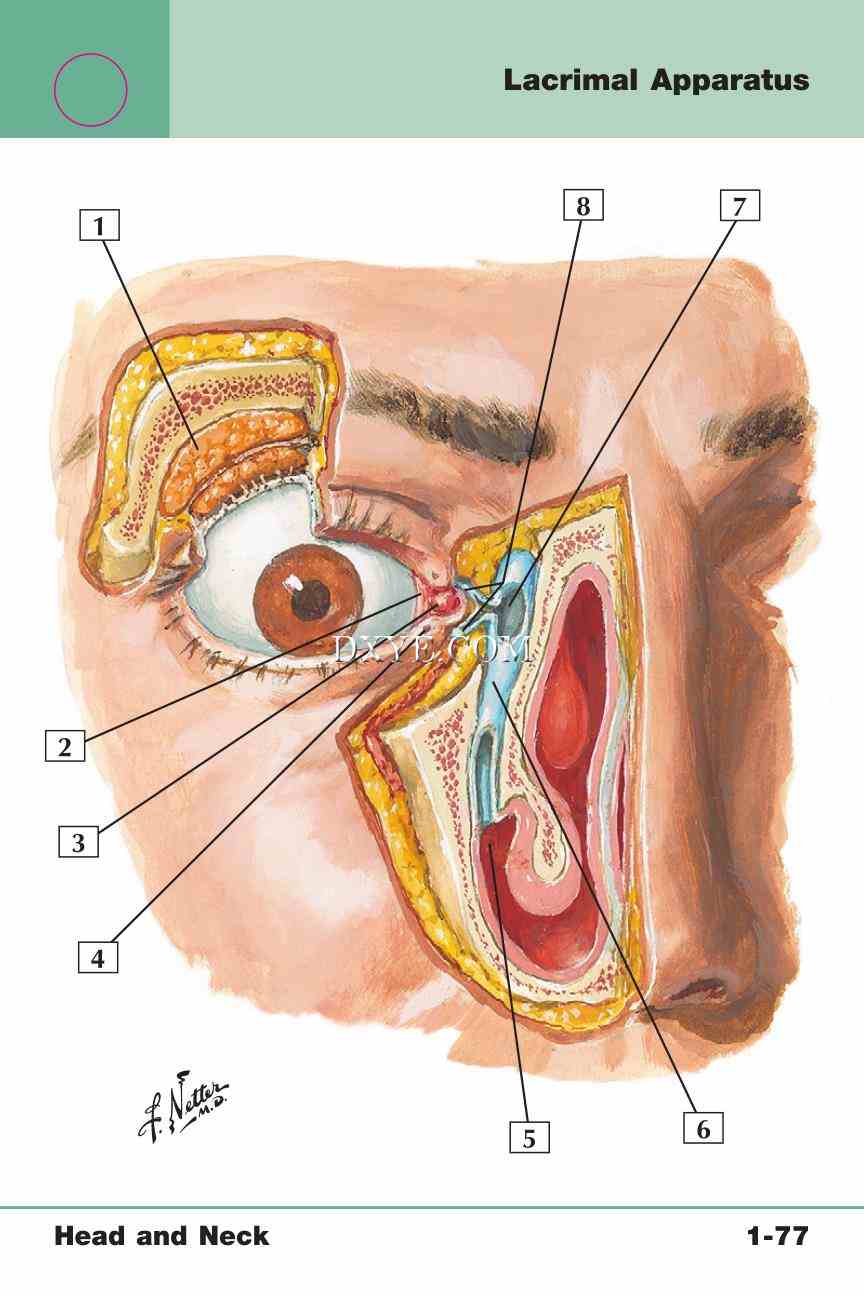 Netter's Anatomy Flash Cards, 4th Edition_161.jpg