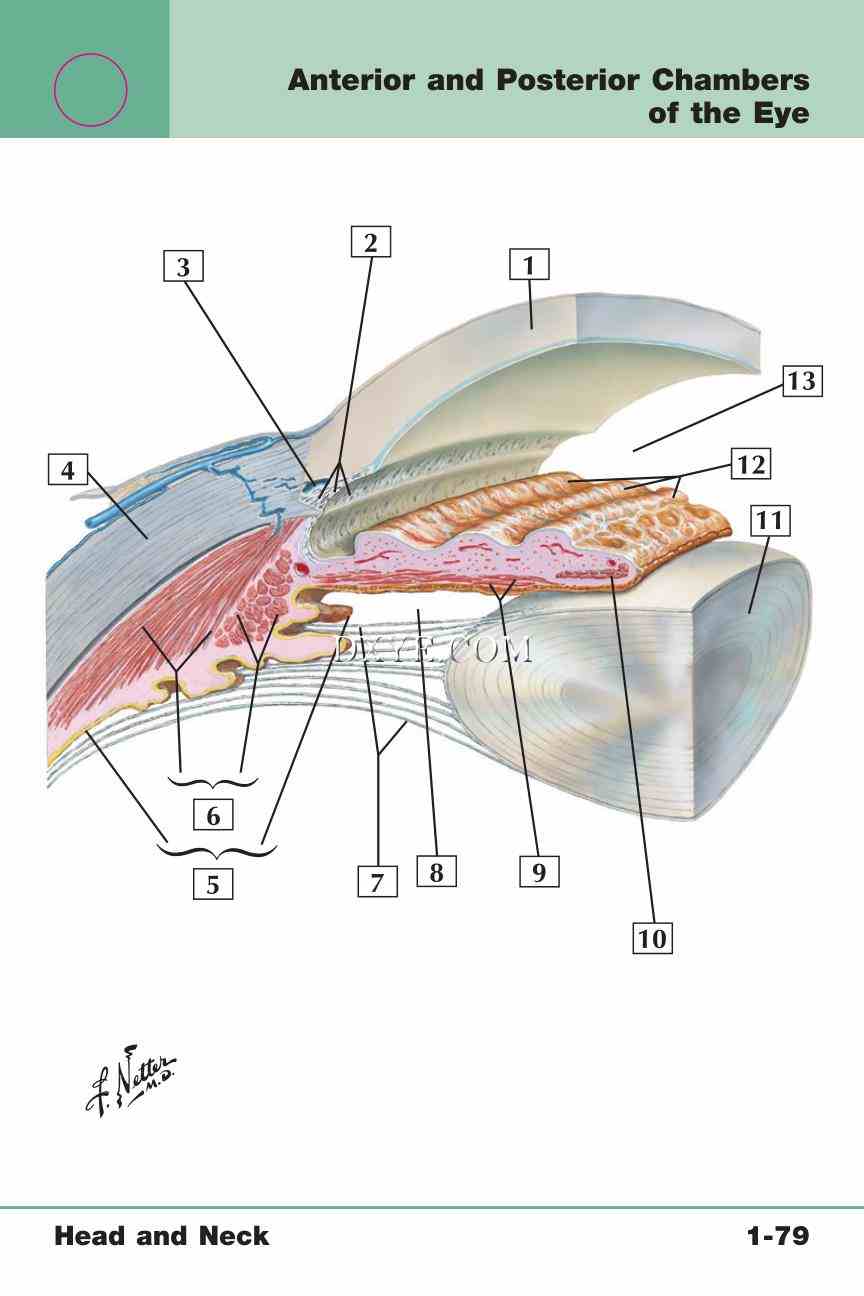 Netter's Anatomy Flash Cards, 4th Edition_165.jpg
