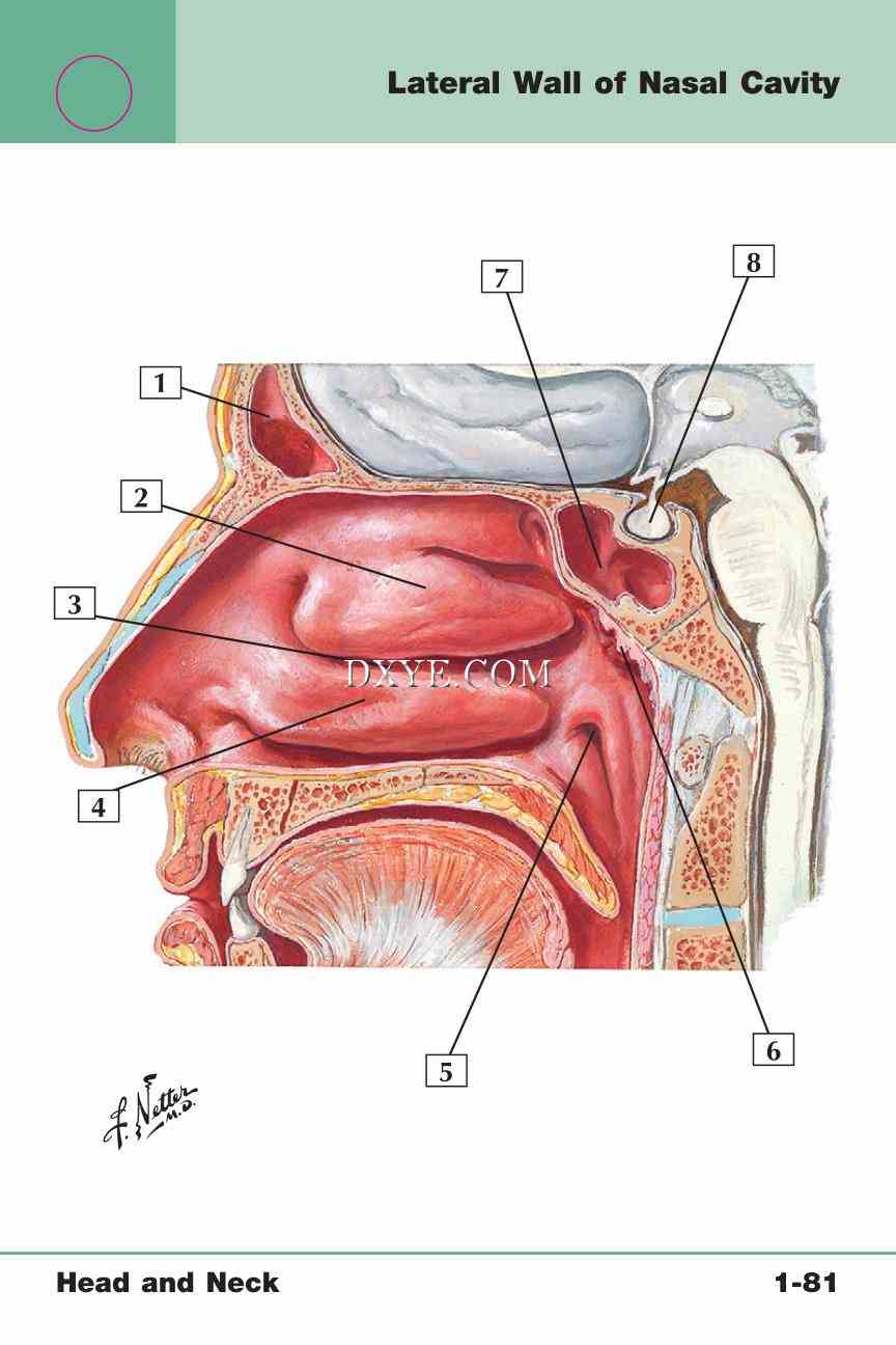 Netter's Anatomy Flash Cards, 4th Edition_169.jpg