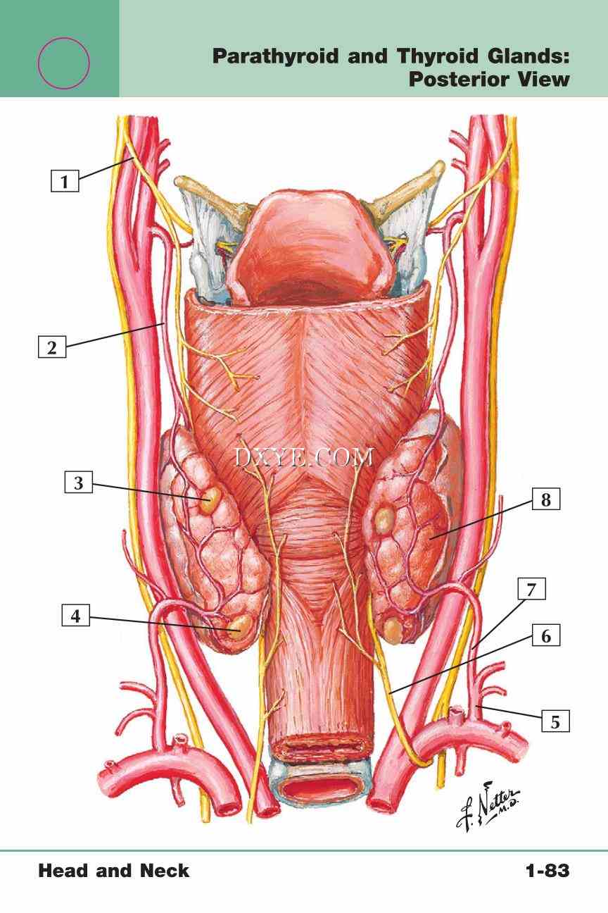 Netter's Anatomy Flash Cards, 4th Edition_173.jpg
