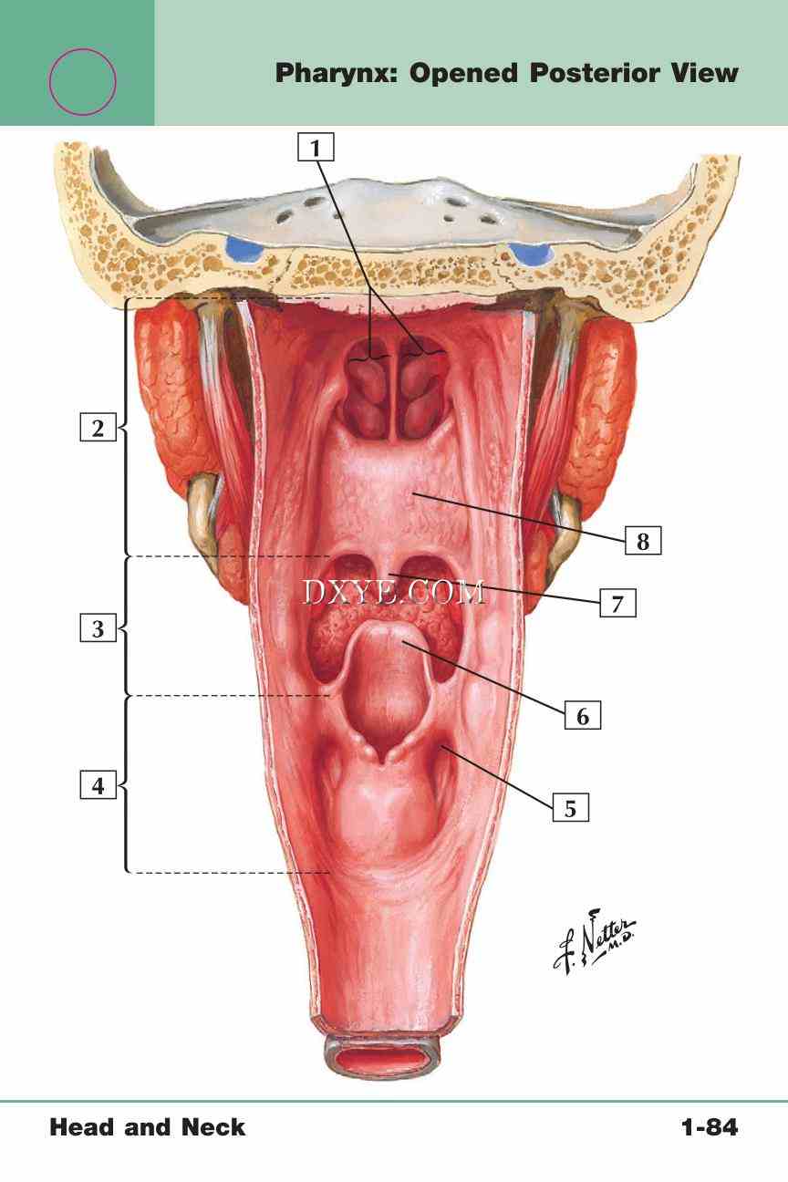 Netter's Anatomy Flash Cards, 4th Edition_175.jpg