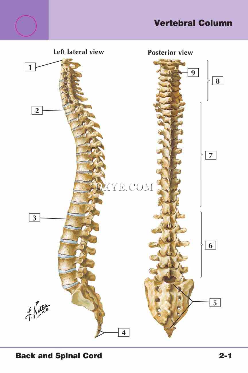 Netter's Anatomy Flash Cards, 4th Edition_179.jpg