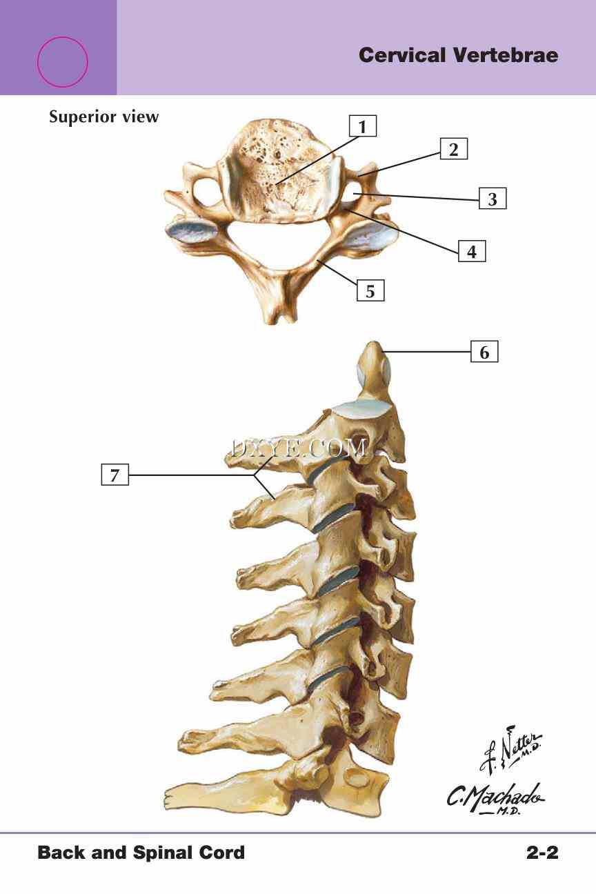 Netter's Anatomy Flash Cards, 4th Edition_181.jpg