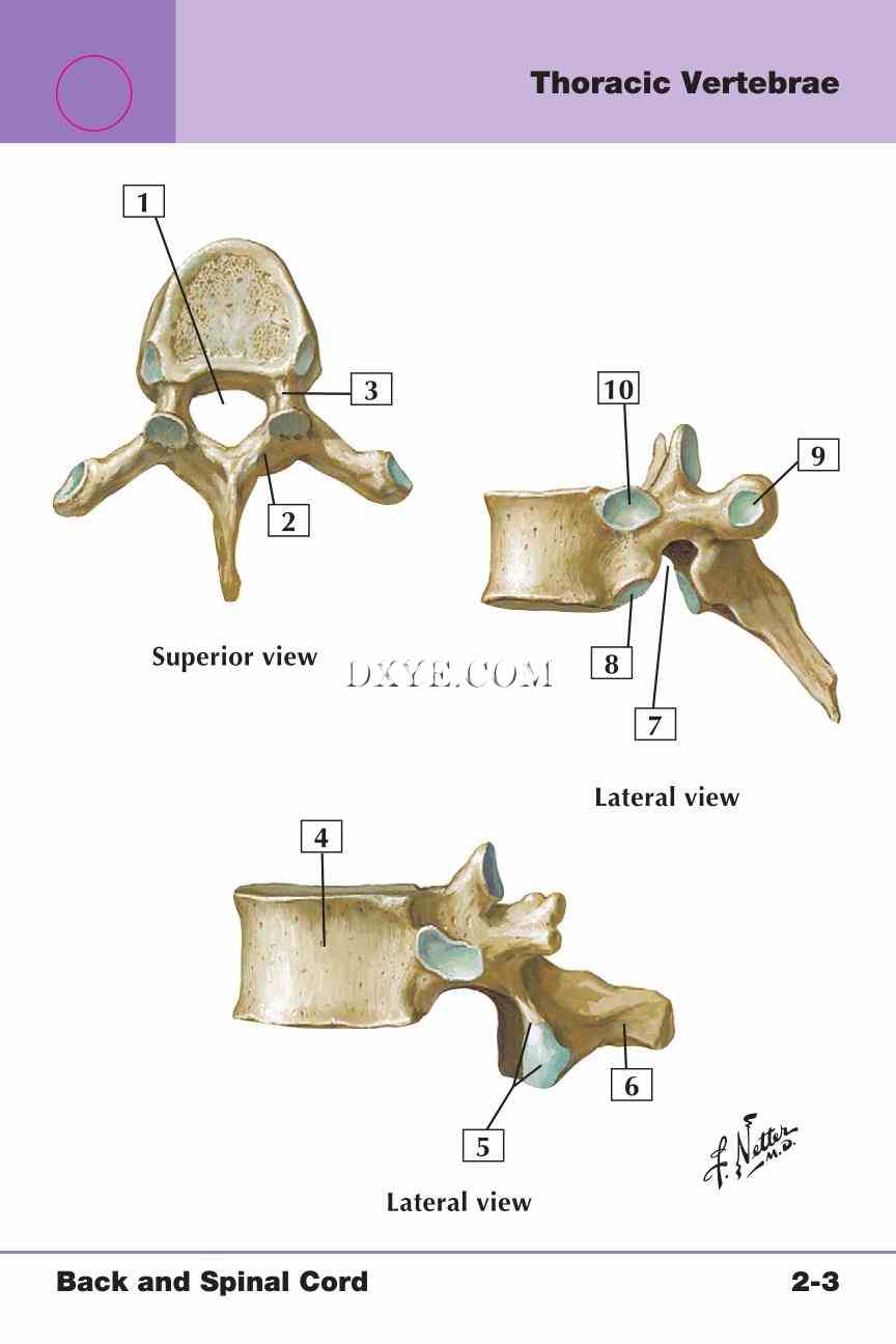 Netter's Anatomy Flash Cards, 4th Edition_183.jpg