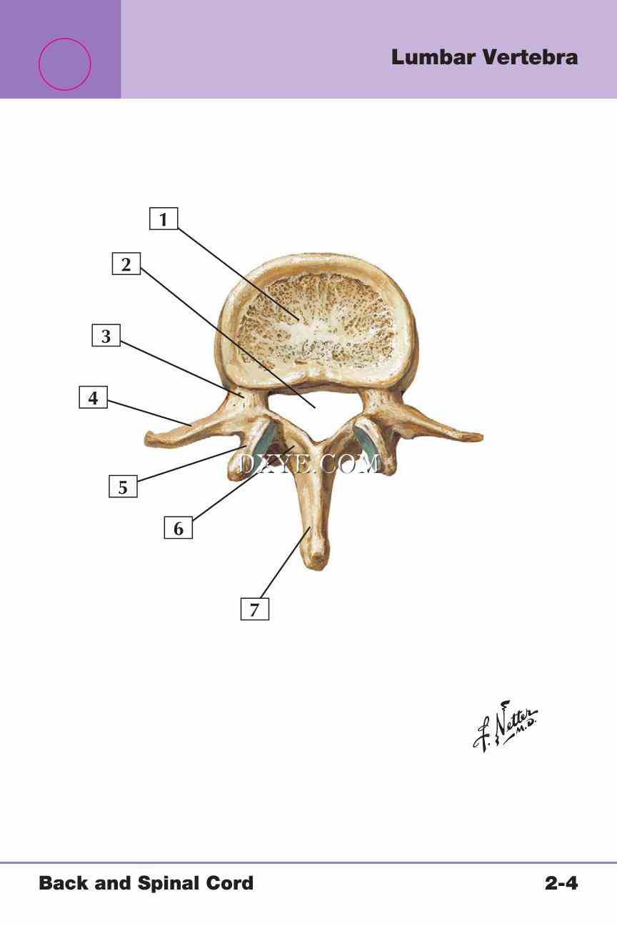 Netter's Anatomy Flash Cards, 4th Edition_185.jpg