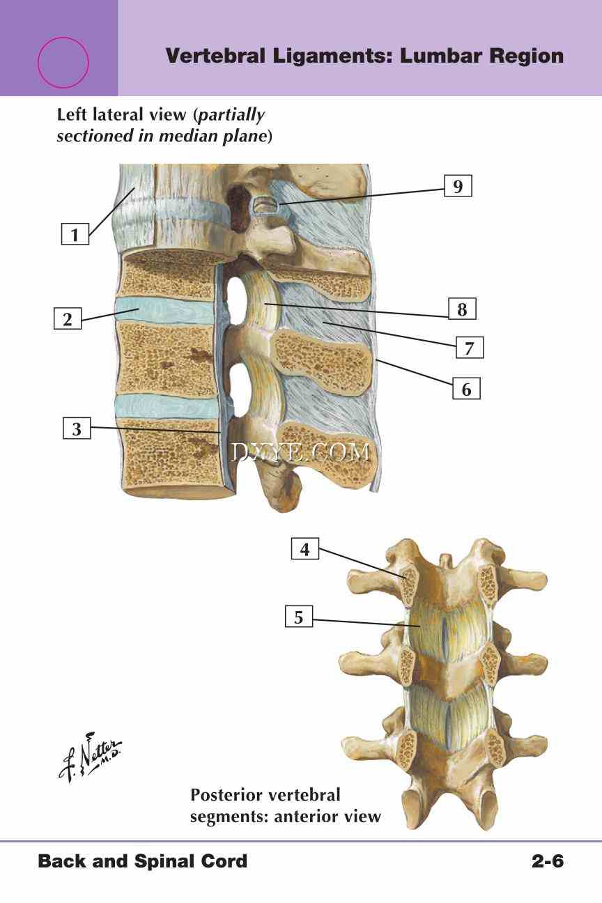 Netter's Anatomy Flash Cards, 4th Edition_189.jpg