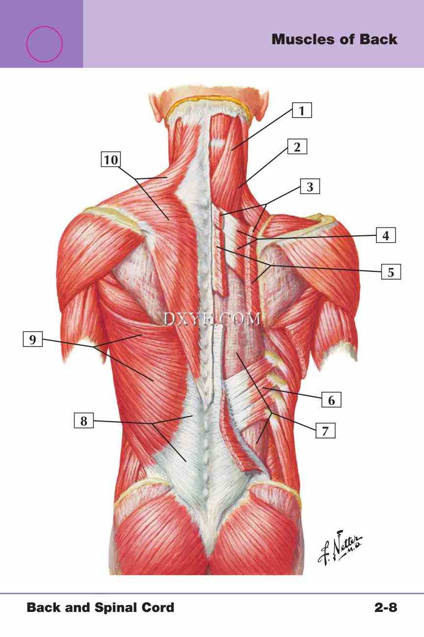 Netter's Anatomy Flash Cards, 4th Edition_193.jpg