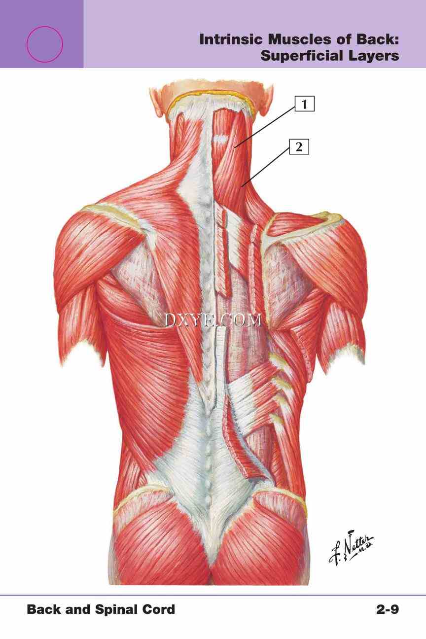 Netter's Anatomy Flash Cards, 4th Edition_195.jpg