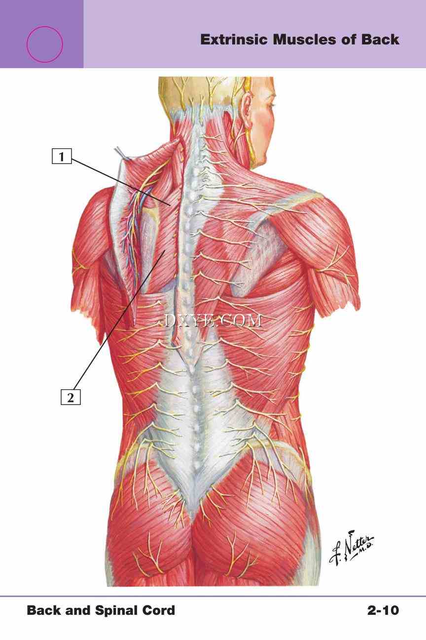 Netter's Anatomy Flash Cards, 4th Edition_197.jpg