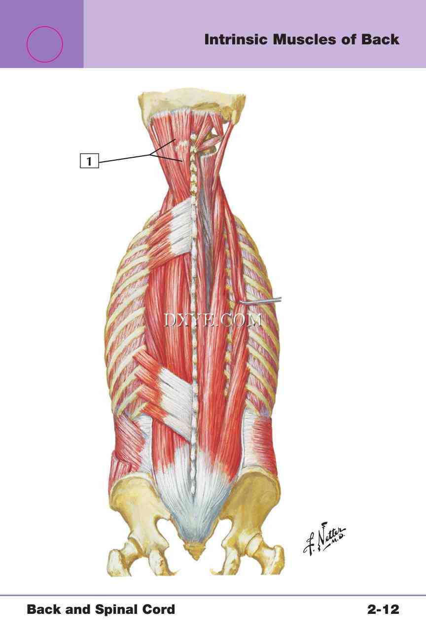 Netter's Anatomy Flash Cards, 4th Edition_201.jpg