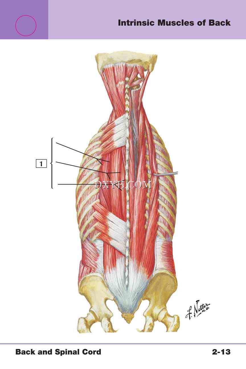 Netter's Anatomy Flash Cards, 4th Edition_203.jpg