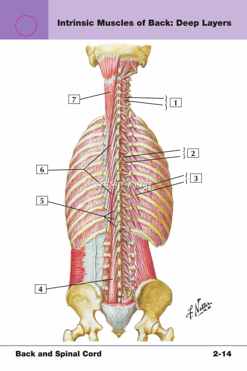 Netter's Anatomy Flash Cards, 4th Edition_205.jpg