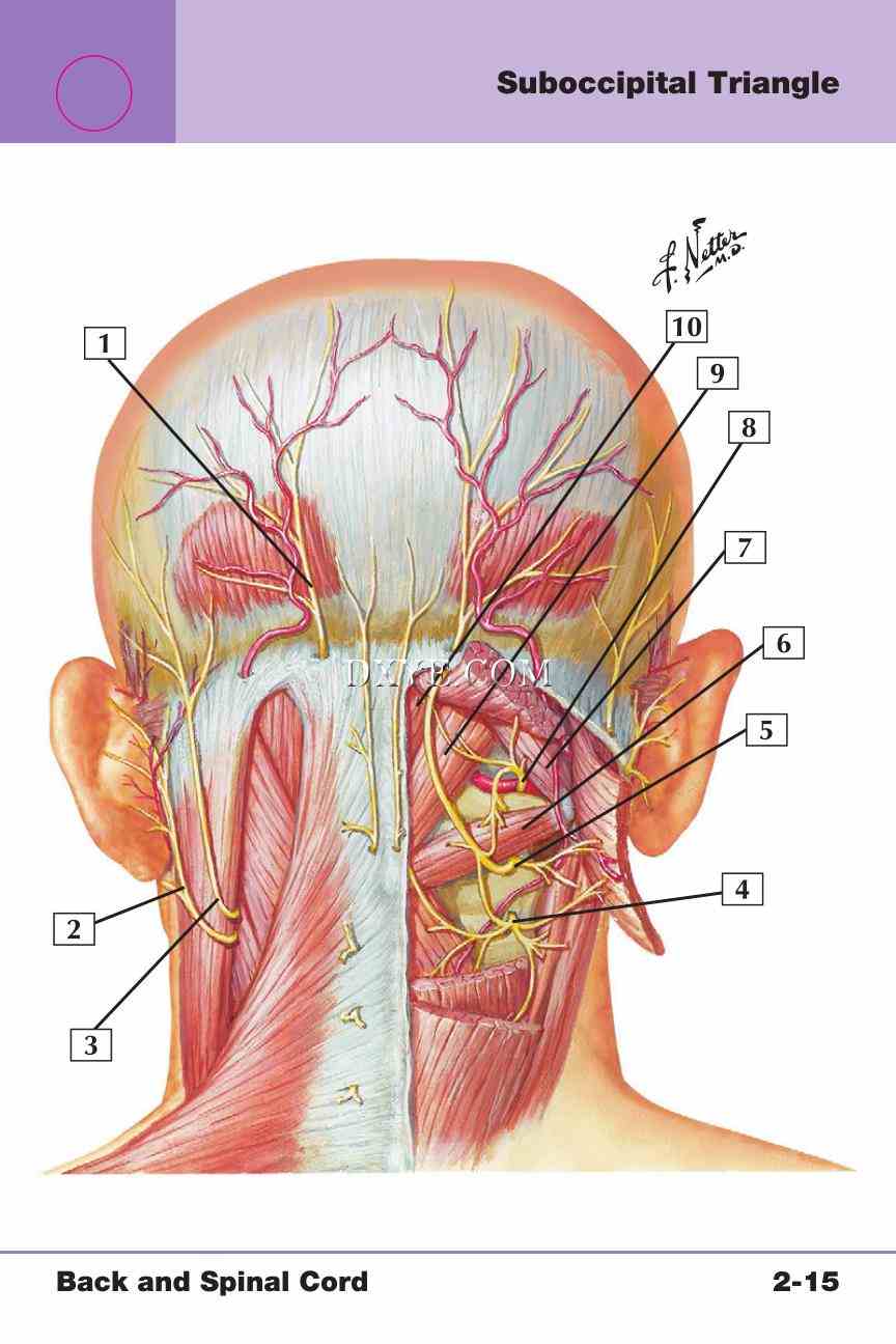 Netter's Anatomy Flash Cards, 4th Edition_207.jpg