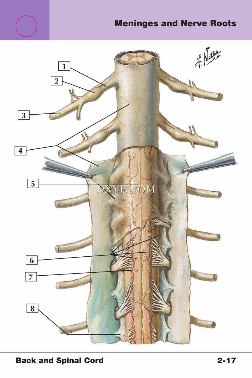 Netter's Anatomy Flash Cards, 4th Edition_211.jpg