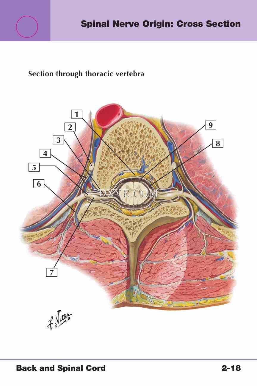 Netter's Anatomy Flash Cards, 4th Edition_213.jpg