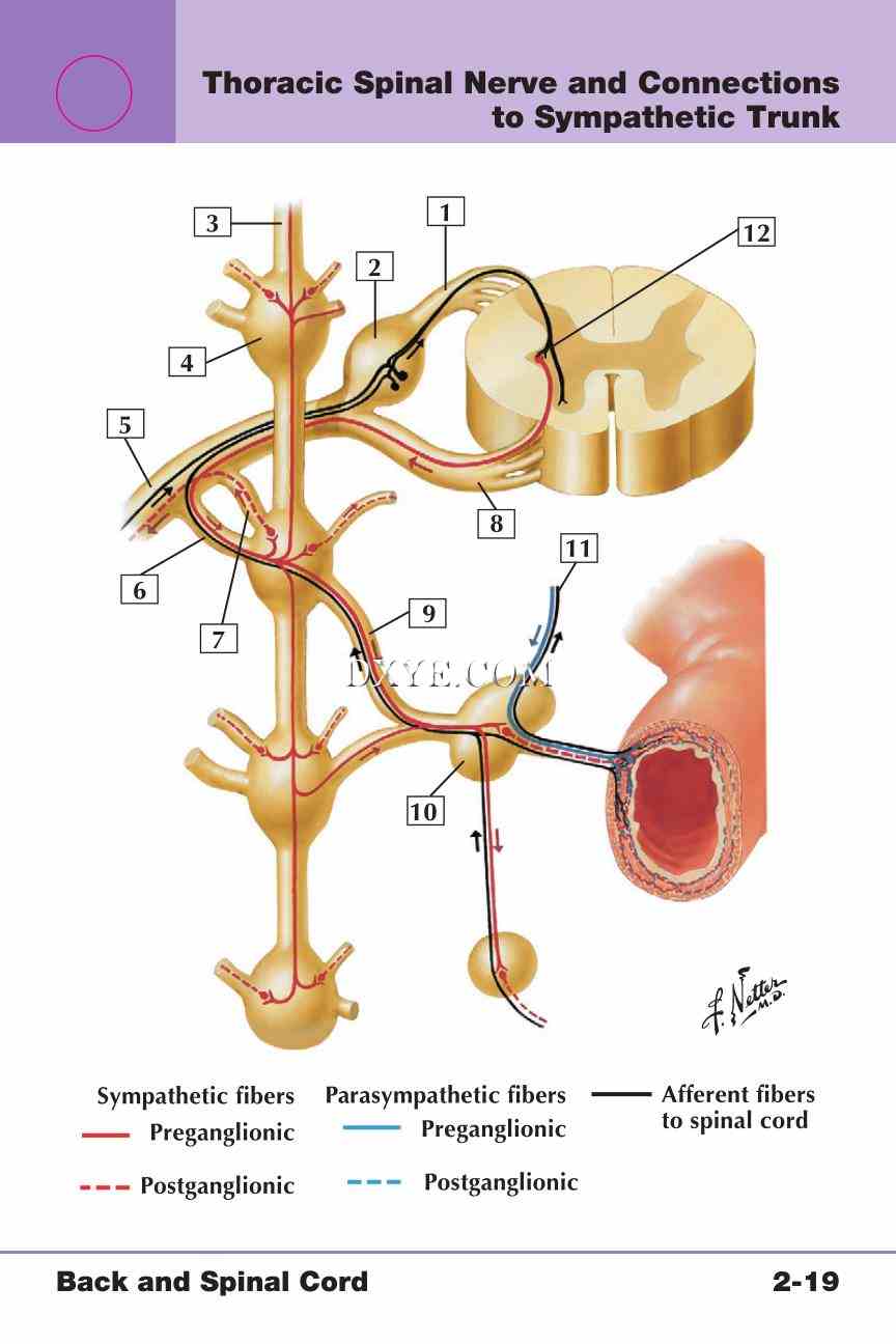 Netter's Anatomy Flash Cards, 4th Edition_215.jpg