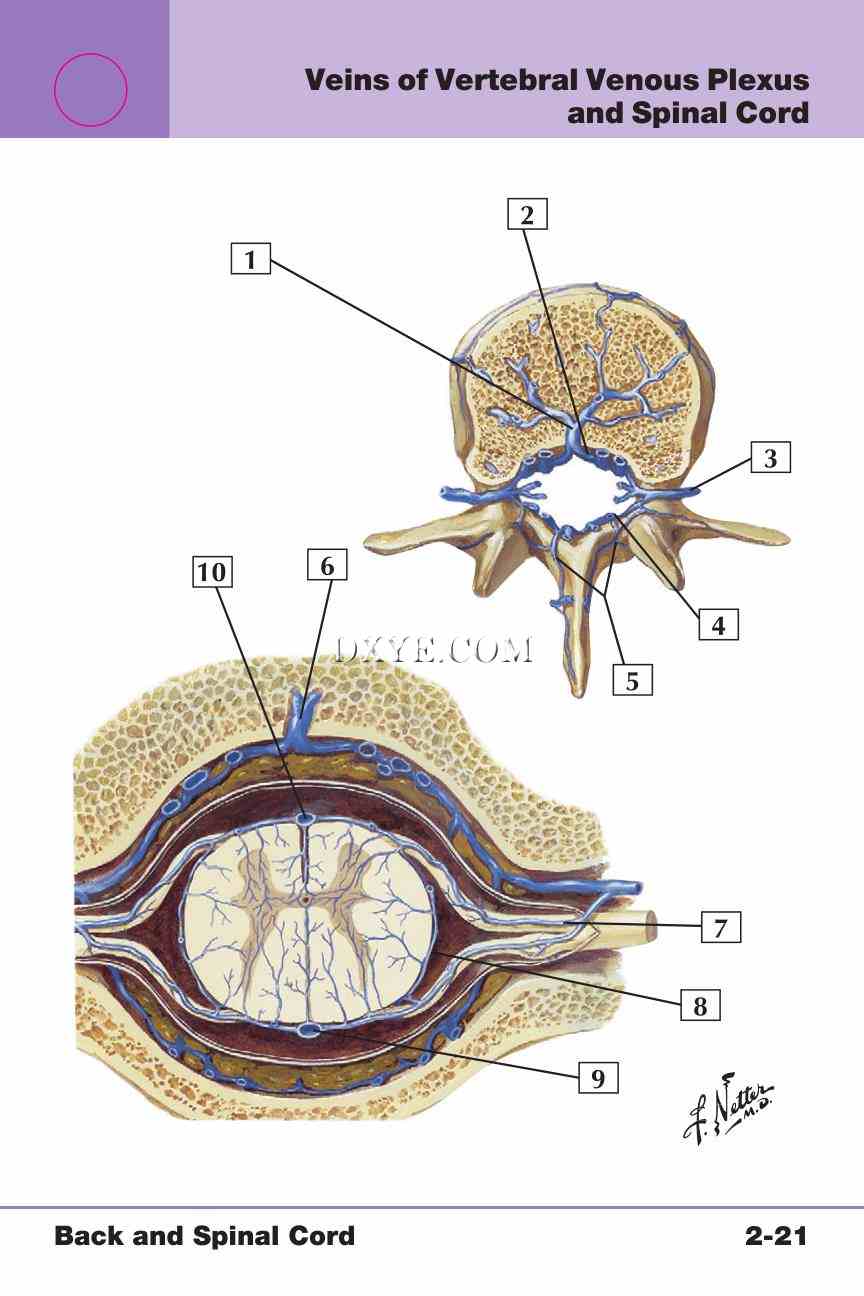 Netter's Anatomy Flash Cards, 4th Edition_219.jpg