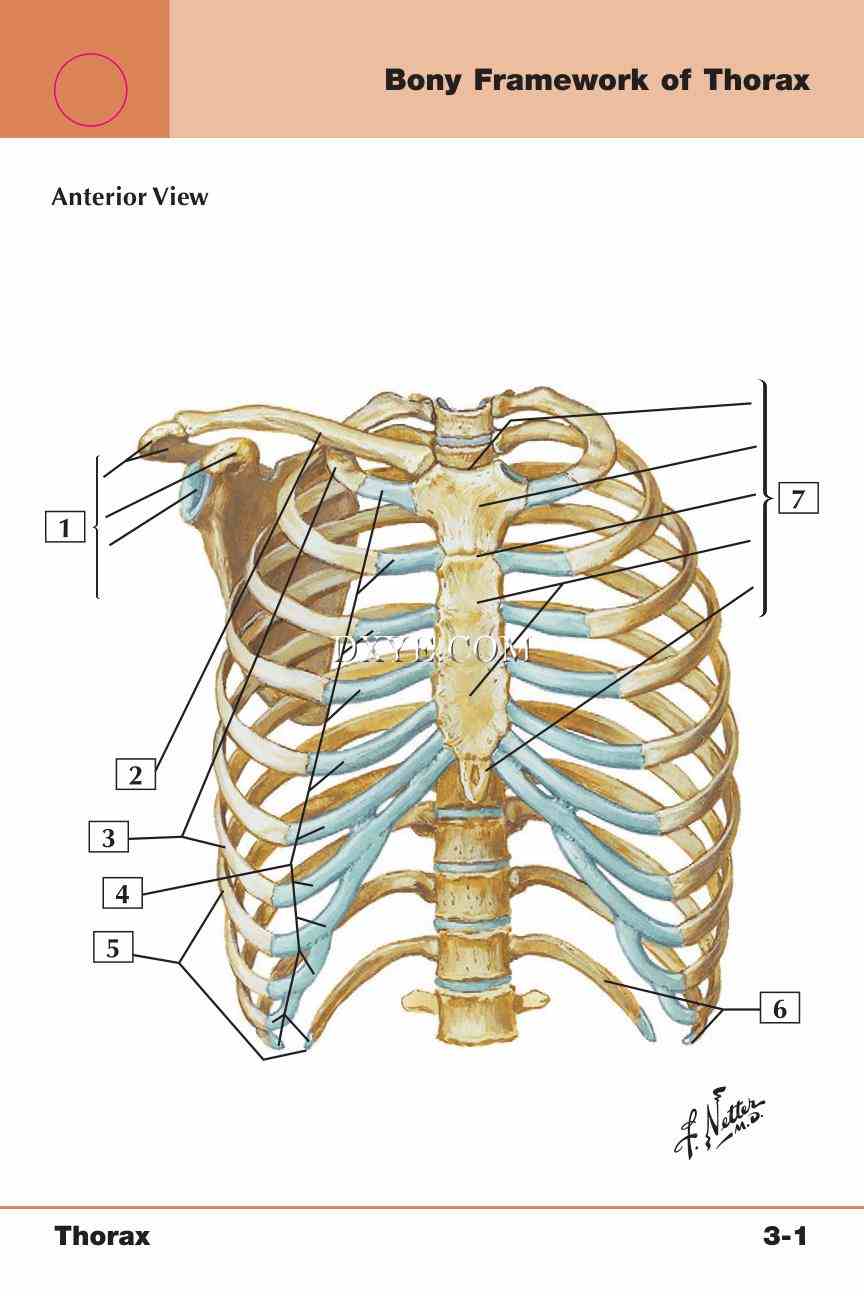 Netter's Anatomy Flash Cards, 4th Edition_223.jpg