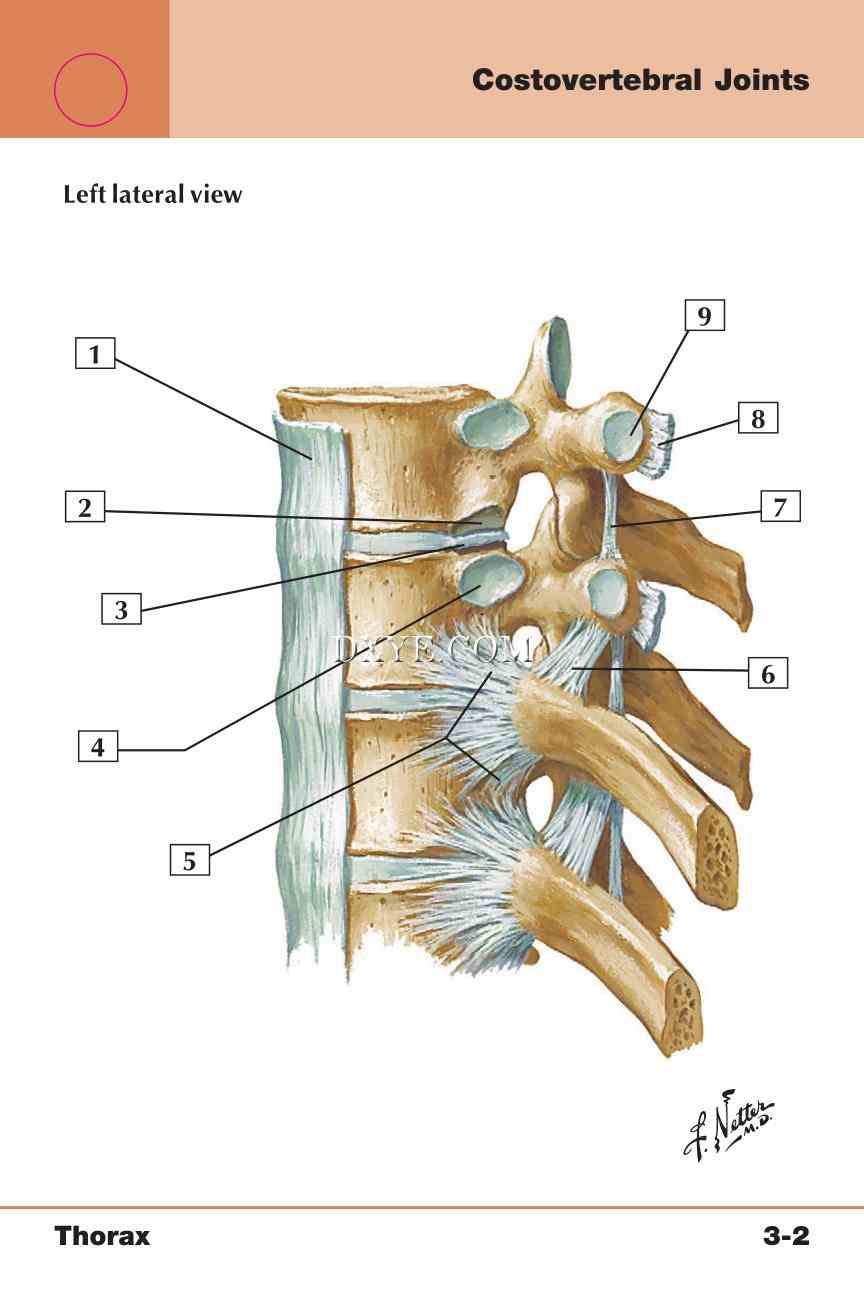 Netter's Anatomy Flash Cards, 4th Edition_225.jpg