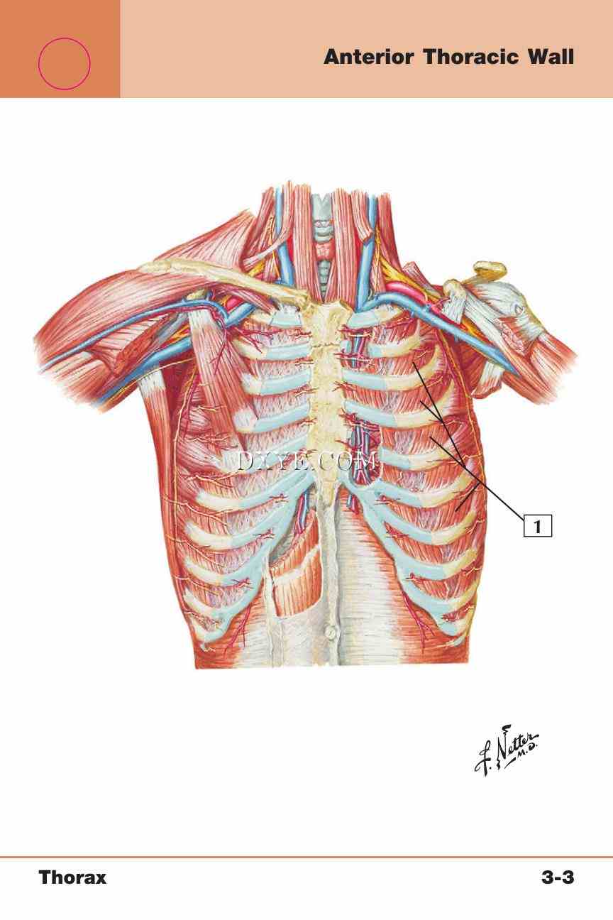 Netter's Anatomy Flash Cards, 4th Edition_227.jpg