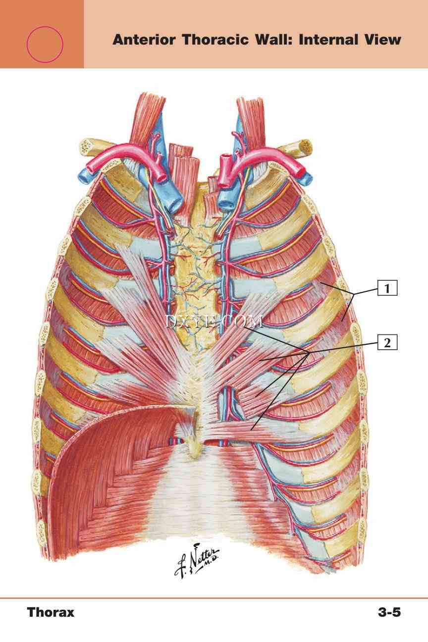 Netter's Anatomy Flash Cards, 4th Edition_231.jpg