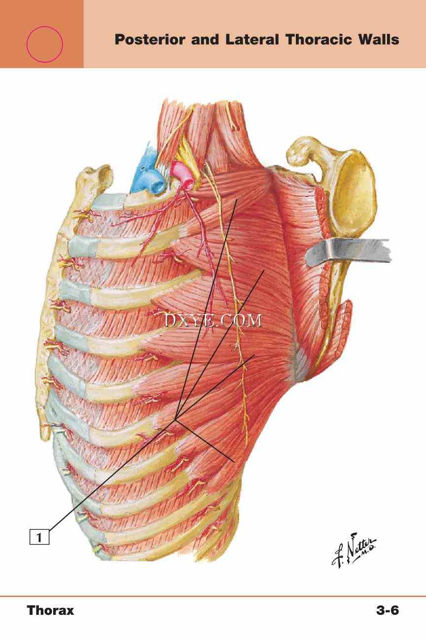 Netter's Anatomy Flash Cards, 4th Edition_233.jpg