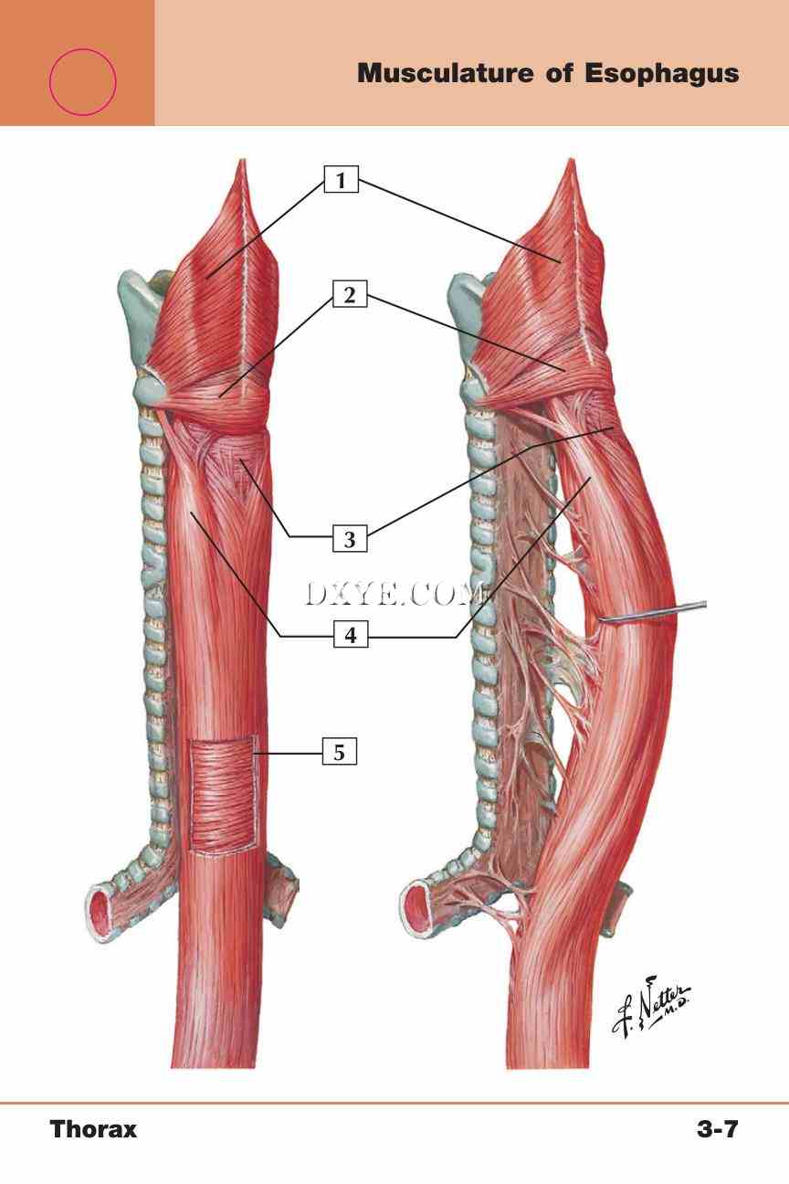 Netter's Anatomy Flash Cards, 4th Edition_235.jpg