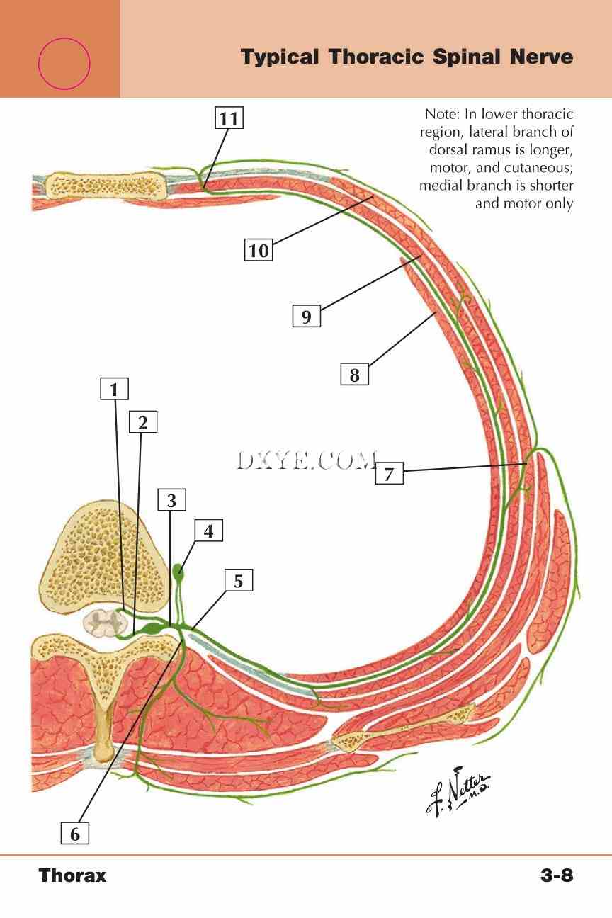 Netter's Anatomy Flash Cards, 4th Edition_237.jpg