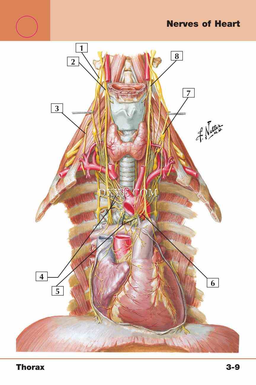 Netter's Anatomy Flash Cards, 4th Edition_239.jpg