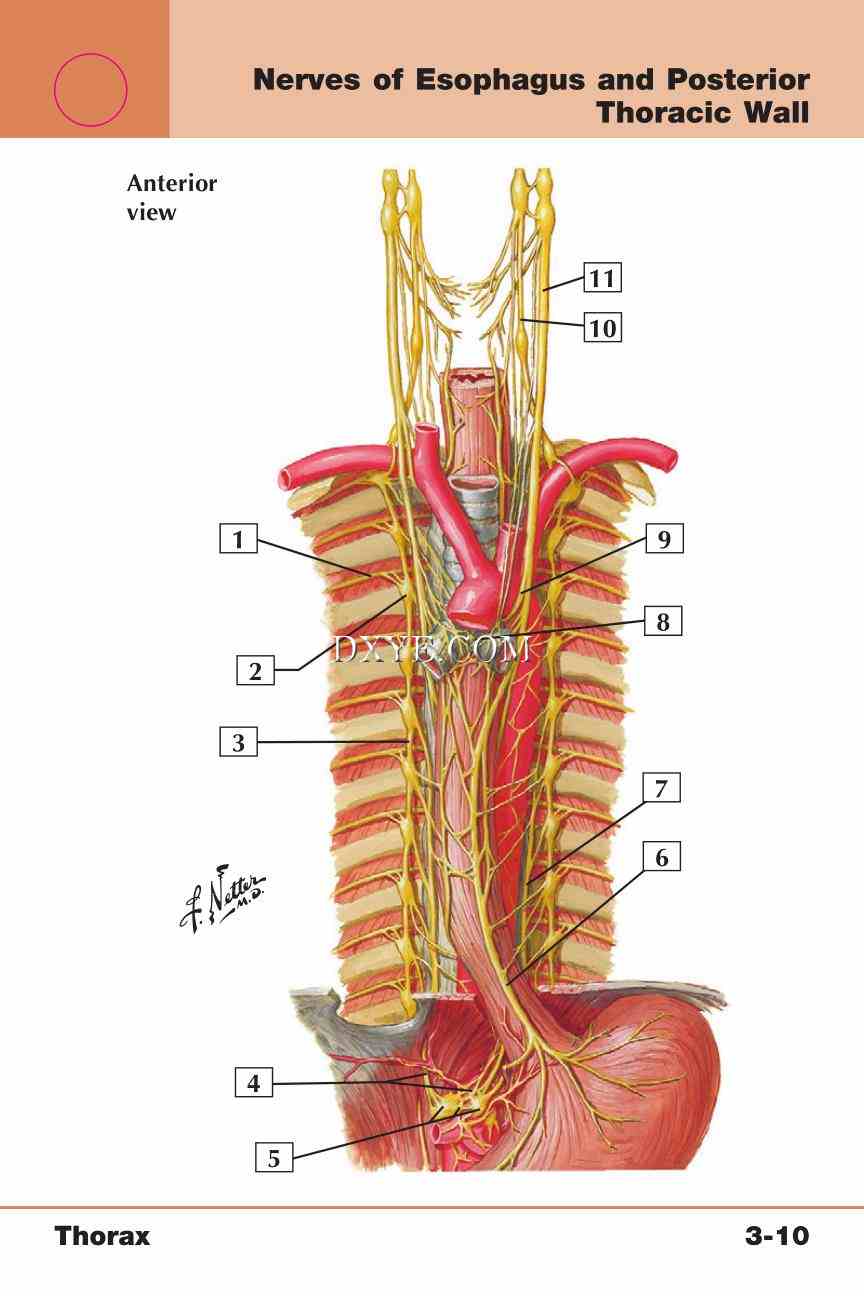 Netter's Anatomy Flash Cards, 4th Edition_241.jpg
