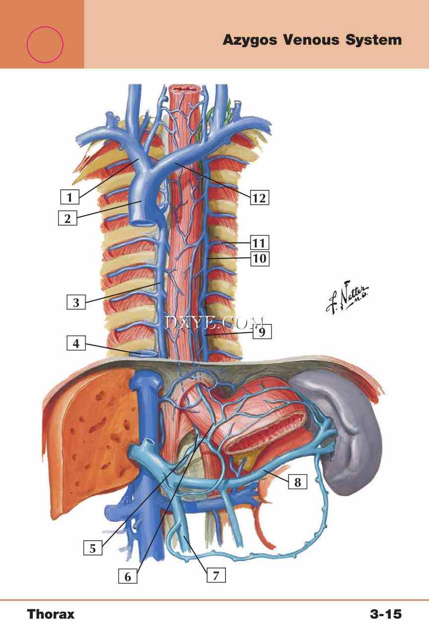 Netter's Anatomy Flash Cards, 4th Edition_251.jpg