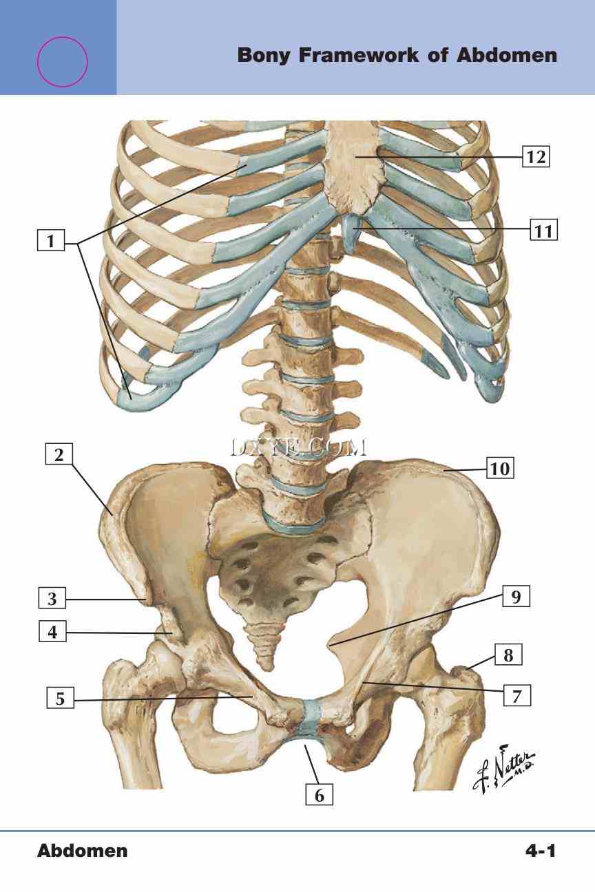 Netter's Anatomy Flash Cards, 4th Edition_277.jpg