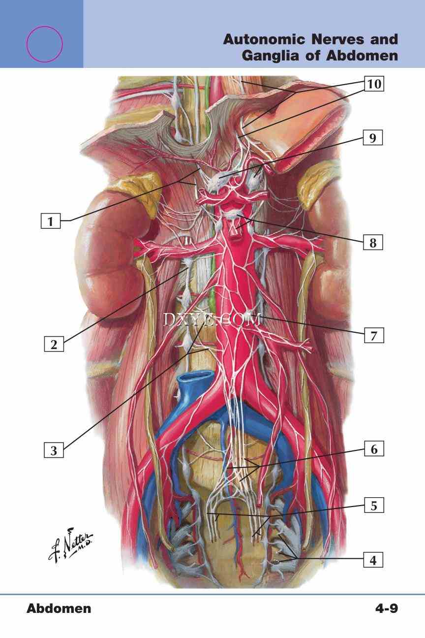 Netter's Anatomy Flash Cards, 4th Edition_293.jpg