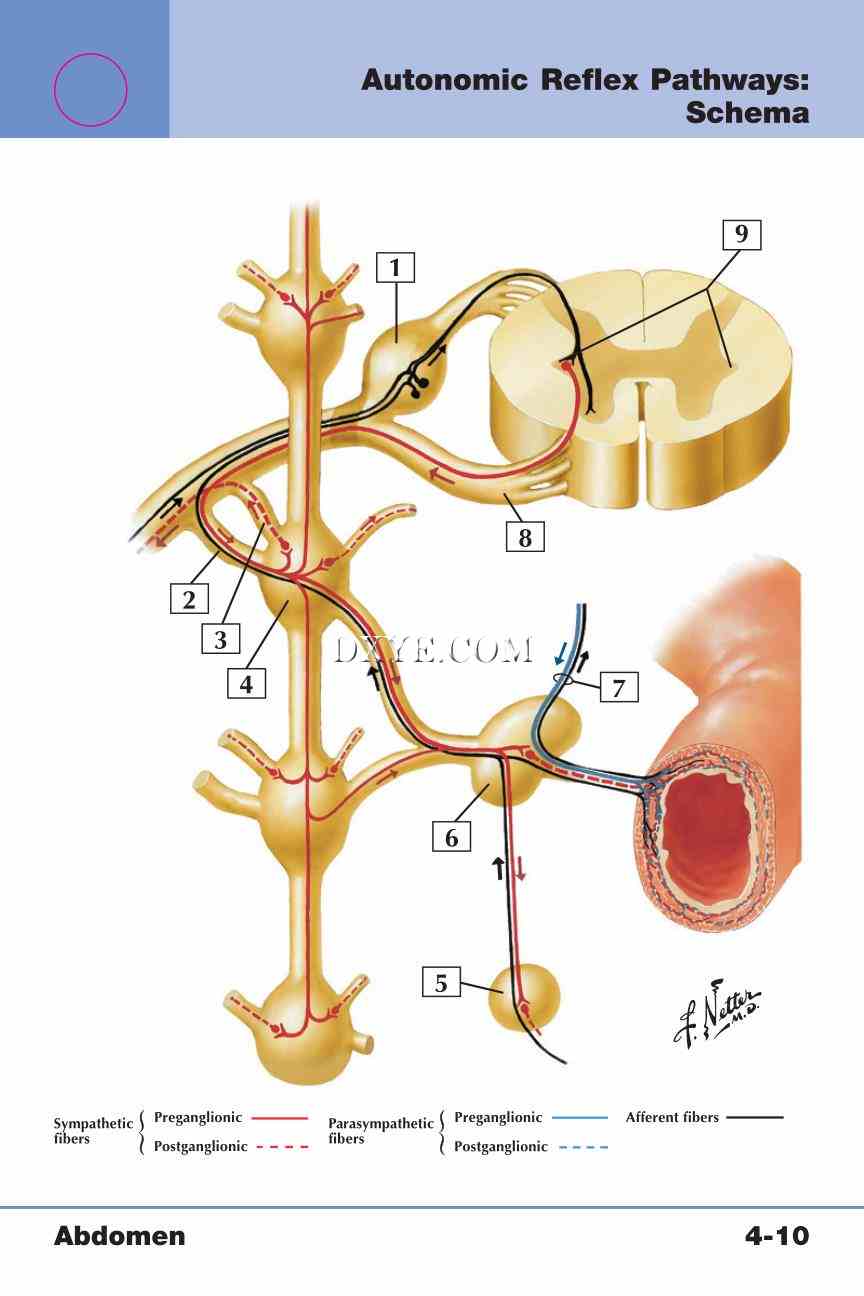 Netter's Anatomy Flash Cards, 4th Edition_295.jpg