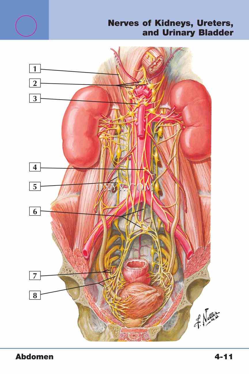 Netter's Anatomy Flash Cards, 4th Edition_297.jpg